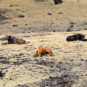 wildlebende Hunde.jpg