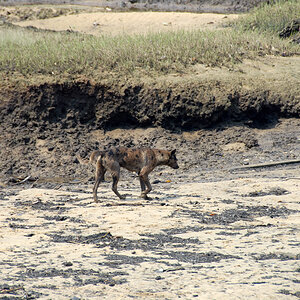 wildlebender Hund.jpg