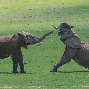 Elefanten spielend.jpg