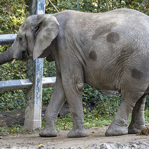 Elefant1.jpg
