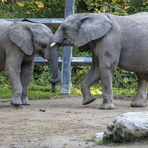 Elefant3.jpg