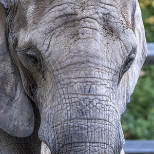 Elefant4.jpg