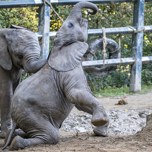 Elefant5.jpg