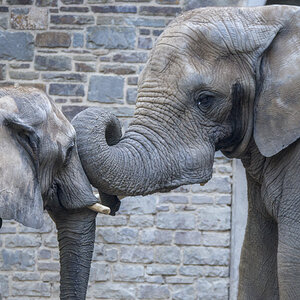 Elefant7.jpg