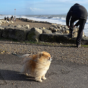 Pomeranian.jpg