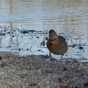 Ente 1.jpg