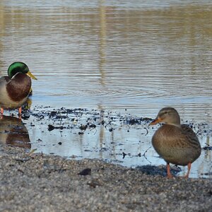 Ente 2.jpg