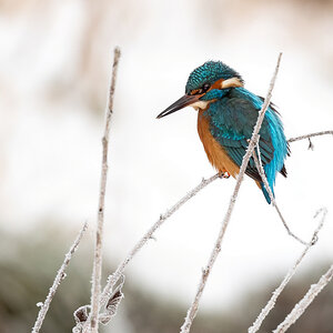 D50_6457_Eisi an der Engelbeek im Frost IIA_2_2021.jpg