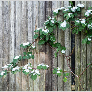 010 Schneezauber auf Brombeere