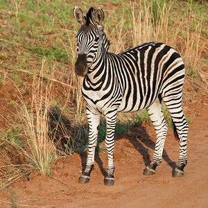 Zebrafohlen im Pilanesberg Nationalpark.jpg