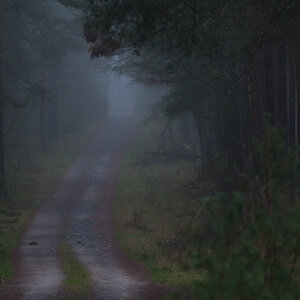 Waldnebel 1 (1 von 1).JPG