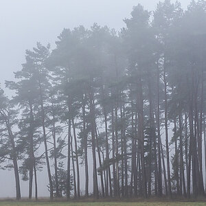 Waldnebel 2 (1 von 1).JPG