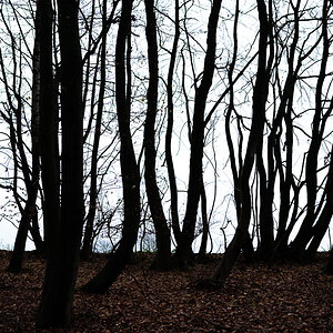 Silhouetten