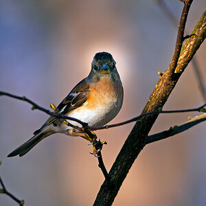 NIKON Z 7_2_2022_01_14_11_49_Z72_1693 (2).jpg