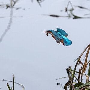 D50_6740_Eisi hat Erfolgreich gefischt IA_2_2021.jpg