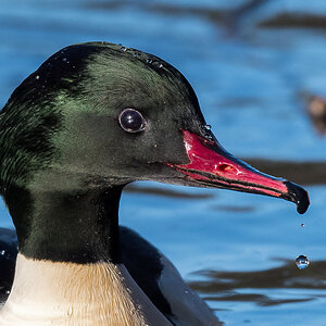 D50_5979_Gänsesägermännchen Porträt_IA_1_2022.jpg