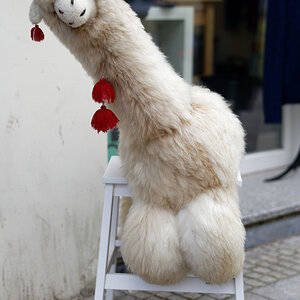 Alpaca.jpg