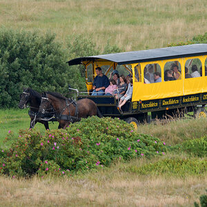 Langeoog Meiereifahrten.jpg