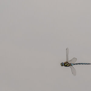 libelle_08.jpg