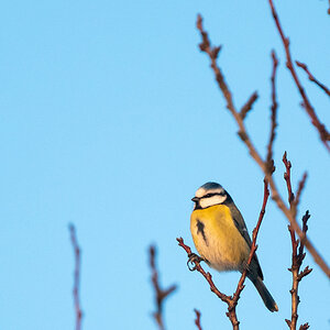 Blaumeise-2201127580.jpg