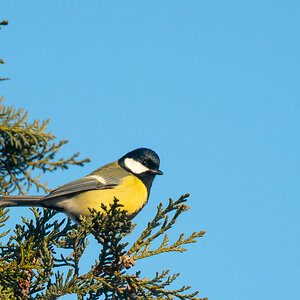 Kohlmeise-2201117565.jpg