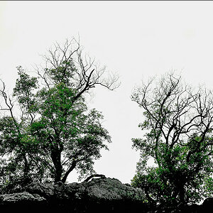 comp_trees-lumi.jpg