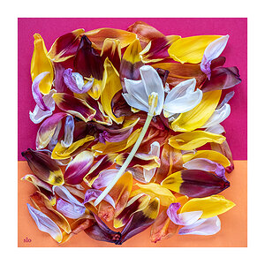 033 Tulpen