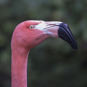 Flamingo.jpg