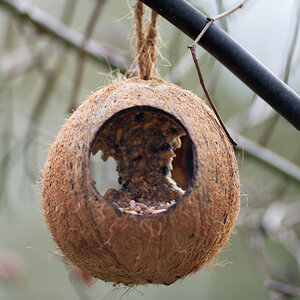 Vogelfutter Kokosnuss.jpg