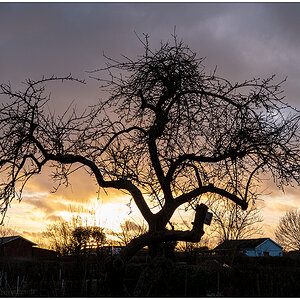 034 In der Bünte – Apfelbaum vor Sonnenuntergang I