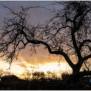 035 In der Bünte – Apfelbaum vor Sonnenuntergang II