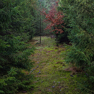Schneise (1 von 1).jpg