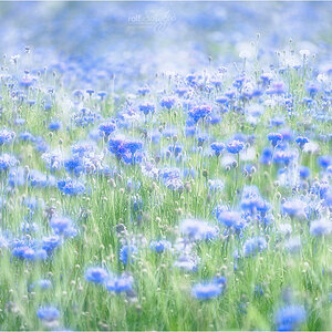Kornblumen
