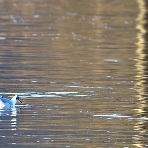 möwe1_00001DSC_1470.jpg