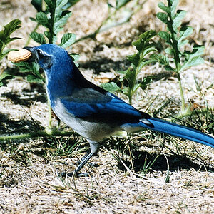 img287.jpg