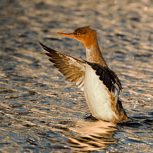 D50_4316Mittelsäger_Jungvogel_Ostsee IA_9_2020.jpg