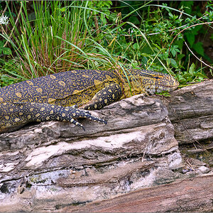D50_3832.jpg