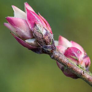 Blaubeerenknospe (1 von 1).jpg