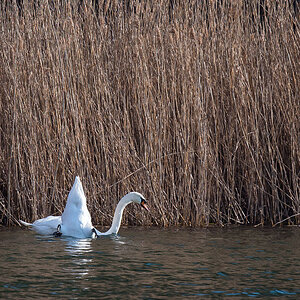 Höckerschwan (1 von 1).jpg