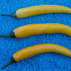 Cayenne Gelb (1 von 1).jpg