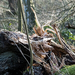 20220312-D50_7272-Bearbeitet.jpg