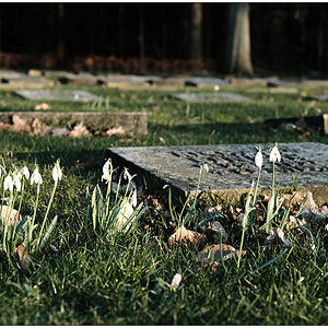 070 Eichhof Friedhof Kiel – Bombenopferfeld