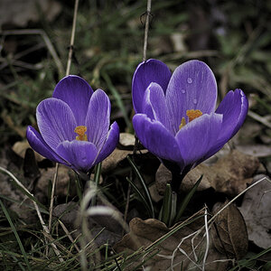 Mein heutiger Blick auf den Frühling 2.jpg
