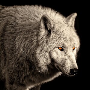 Polarwolf Forum.jpg