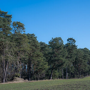 Am Waldrand (1 von 1).jpg