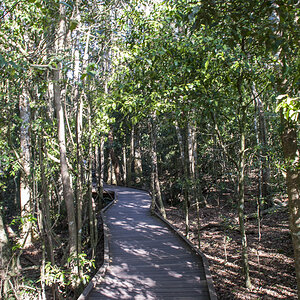 Boardwalk Lamington NP.jpg