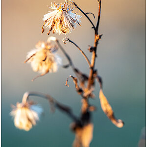 085 Gelassenheit – Pflanze in der Abendsonne (Makro)