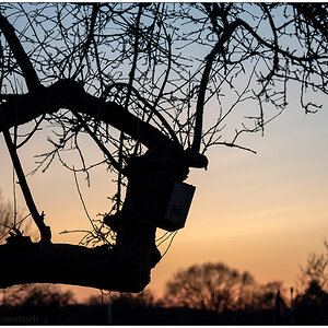 087 Sonnenuntergang hinterm Apfelbaum