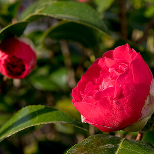 20220325-D50_4201.jpg