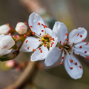 Weißdornblüte (1 von 1).jpg